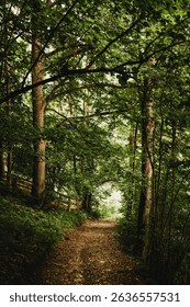 A vertical shot of an empty path amid a dense green forest