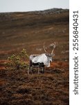 A vertical shot of a Eurasian Tundra Reindeer standing around orange-colored plants