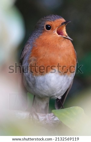 Similar – Image, Stock Photo Pretty bird Beautiful Life