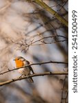 A vertical shot of a european robin bird perched on a slender tree branch