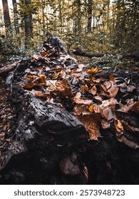 A vertical shot of a fallen tree trunk with autumn foliage.