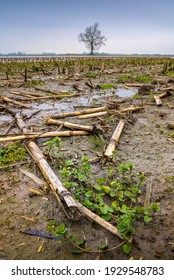 A Vertical Shot Of A Farm Field Covered In Planted Trees After The High Tide Flood