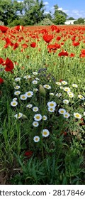 A vertical shot featuring a patch of bright white chamomile daisies sharply focused in the foreground, set against a background of red poppies filling a field under a blue sky with green trees on the horizon. Ideal for themes of spring, summer, wild flora, natural diversity, and vibrant countryside landscapes