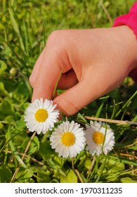 A Vertical Shot Of A Female Hand Picking Chamomile In A Field With Green Grass