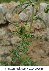 A Vertical Shot Of Field Eryngo