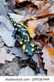 A vertical shot of the Fire Salamander in the forest on the dry fallen autumn leaves
