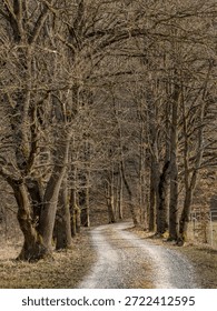 a vertical shot with a forestpath in the forest