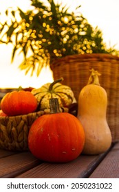 Vertical shot of fresh pumpkins of different sizes in depth of field and on a wooden garden table.