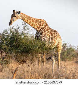A vertical shot of a giraffe eating tree leaves against the sky background