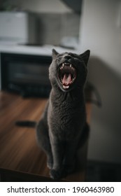 A vertical shot of a gray cat sitting on the kitchen table with open mouth