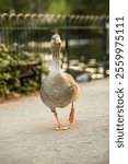 A vertical shot of the gray domestic goose (Anser anser) walking along the sidewalk in the daytime