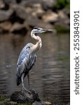 A vertical shot of a great blue heron perched on a rock near a lake in a rural area in daylight