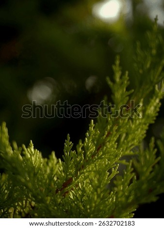 A vertical shot of green branches of the cedars shrub