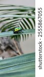 A vertical shot of a green hibiscus harlequin bug (Tectocoris diophthalmus) resting on a plant