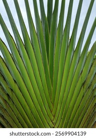 Vertical shot of the green Ravenala Bananeira trunk, background texture.