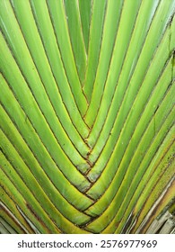 Vertical shot of the green Ravenala Bananeira trunk, background texture.