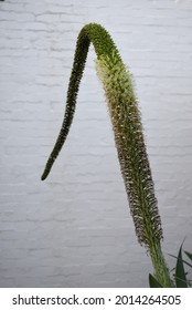 A Vertical Shot Of A Green Tassel Of A Plant On A Blurred Background