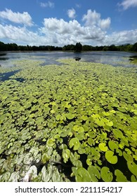 A Vertical Shot Of Green Water Lily Pads