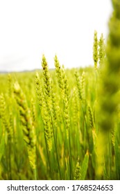 A vertical shot of green wheat field on white sky background