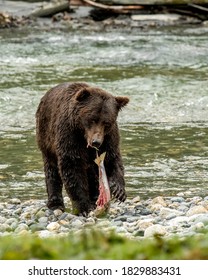 A Vertical Shot Of A Grizzly Bear Eating A Fish By The River