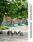 A vertical shot of a group of African penguins on a beachy area in a zoo