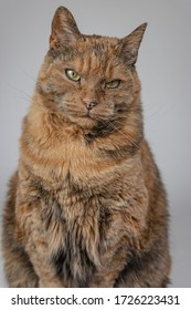 A vertical shot of a grumpy cat looking at the camera