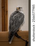 A vertical shot of a gyrfalcon sitting on the furniture in a house