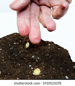 Vertical Shot Of A Hand Dropping Seeds Into Soil Isolated On White.