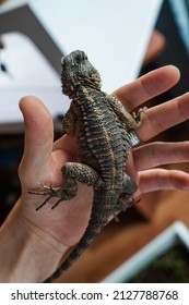 A Vertical Shot Of A Hand Holding A Gecko