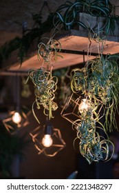 A Vertical Shot Of Hanging Indoor Plants With A Blurred Lights Background