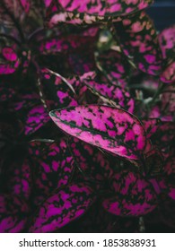 A Vertical Shot Of Hypoesthesia  With Purple Leaves