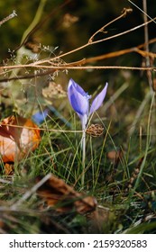 A Vertical Shot Of The Knights Of St John Crocus Flower In The Field