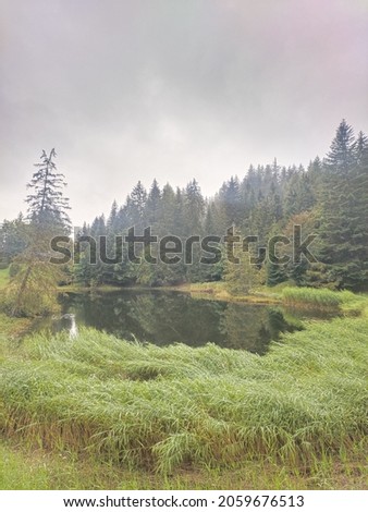A vertical shot of Lac des Joncs and conifers in a forest under the gloomy sky in Les Paccots, Fribourg, Switzerland