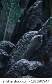 A Vertical Shot Of Lacinato Kale