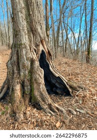 A vertical shot of a large tree trunk with a hole in a forest on the Appalachian Trail, Georgia