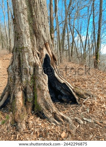 A vertical shot of a large tree trunk with a hole in a forest on the Appalachian Trail, Georgia