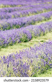 A Vertical Shot Of Lavender Growing In Cotswolds At Snowshill Lavender Farm