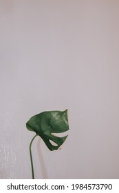 A Vertical Shot Of The Leaf Of Tarovine Plant On The White Wall Background