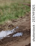 A vertical shot of little spur-winged plover (Vanellus spinosus) in a muddy water