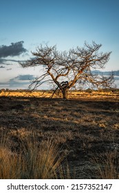 A vertical shot of a lonely leafless tree at sunset in the Netherlands