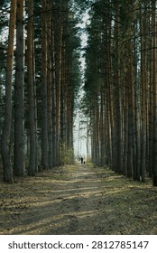 Vertical shot of a long tunnel-like path through a dense pine forest. Tall trees line both sides, drawing the eye toward a distant human silhouette at the end. Atmospheric, mysterious, and immersive.