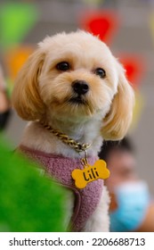 A Vertical Shot Of A Maltese Dog Wearing Golden Chain Dog Collar With Bone Shape Name Tag