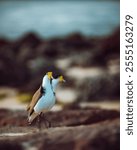 A vertical shot of a masked lapwing (Vanellus miles) walking