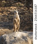 A vertical shot of a meerkat standing on a rock under a sunny day