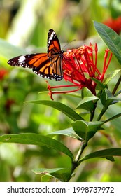 A Vertical Shot Of A Monarch Butterfly On A Jungle Geranium - Great For Wallpaper