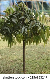 A Vertical Shot Of Monoon Longifolium Tree