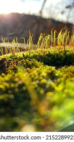 A Vertical Shot Of Mosses (phylum Bryophyta) Under Sunlight