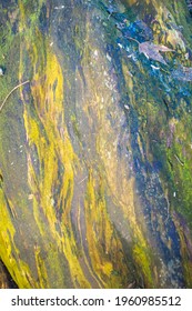 A Vertical Shot Of A Mossy Rock Texture