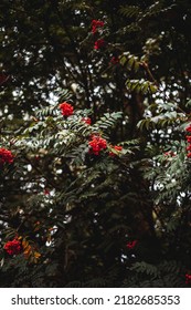 A Vertical Shot Of A Mountain Ash Tree With Rowan Berries