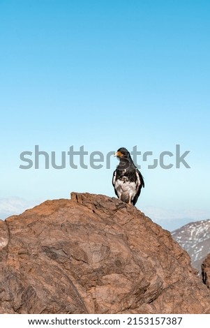Vertical shot of mountain caracara looking in profile perched on a rock at the top of Provincia hill.